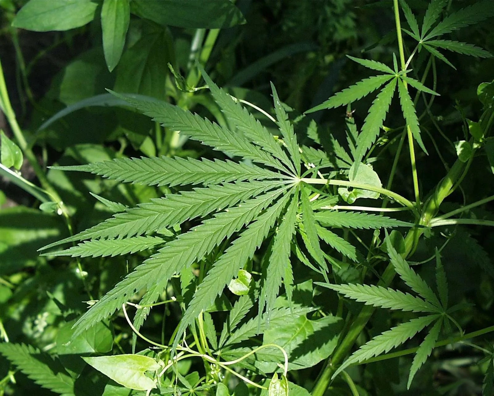 The Rising Popularity of THCA: A Game-Changer in the Cannabis Industry